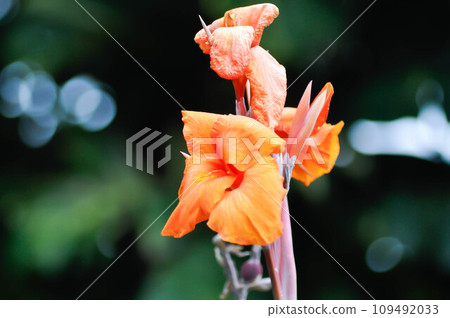 Indian shot, India short plant or India shoot or Butsarana or Cannas or Canna lily or Canna indica L or CANNACEAE plant or orange flower 109492033