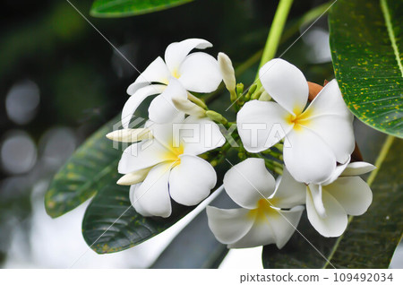 frangipani, frangipani flower or pagoda tree and white flowers 109492034
