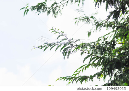 Tamarindus indica L, Indian date or Tamarind or FABACEAE or Tamarindus indica and sky Tamarindus indica L, Indian date or Tamarind or FABACEAE or Tamarindus indica and sky 109492035