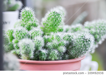 cactus , cactus in the flower pot cactus , cactus in the flower pot 109492038