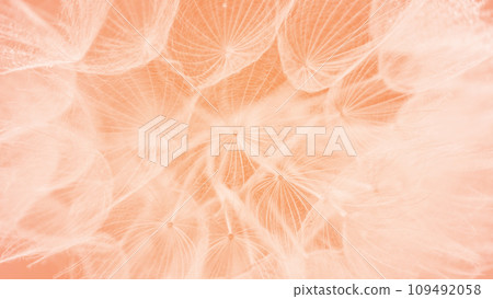 Color of the Year 2024 Peach Fuzz. Beautiful soft background. parachutes dandelion. Copy space. soft focus on water droplets. circular shape, abstract background. Color of the Year 2024 Peach Fuzz. Beautiful soft background. parachutes dandelion. Copy space. soft focus on water droplets. circular shape, abstract background. 109492058