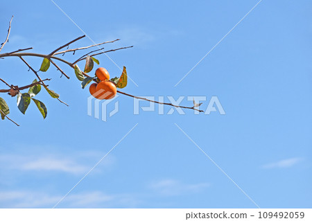 Persimmon fruit in the autumn sunshine Persimmon fruit in the autumn sunshine 109492059