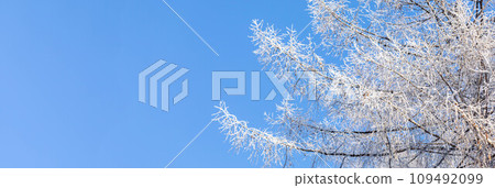 Snowy larch tree branches with cones on blue sky background. Winter banner with copy space. Snowy larch tree branches with cones on blue sky background. Winter banner with copy space. 109492099