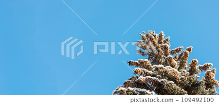 Top of winter snowbound large spruce tree with lot of cones on blue sky background Banner Copy space Top of winter snowbound large spruce tree with lot of cones on blue sky background Banner Copy space 109492100