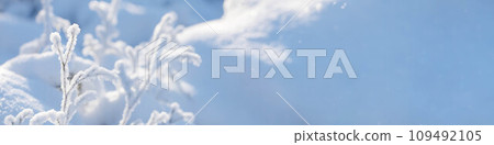 Christmas or winter banner. Sunlit snowbound twigs, snow drifts, light and shadows play. Copy space. Christmas or winter banner. Sunlit snowbound twigs, snow drifts, light and shadows play. Copy space. 109492105