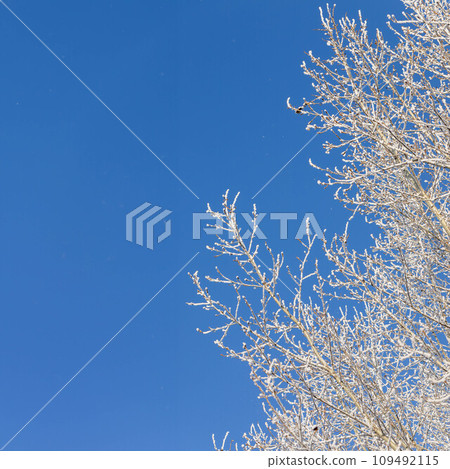 Winter or Christmas card template with snowy poplar tree branches on blue sky background. Copy space Winter or Christmas card template with snowy poplar tree branches on blue sky background. Copy space 109492115