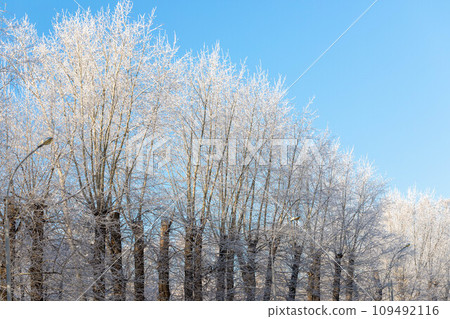Row of cottonwoods with bare branches completely covered by white rime on blue sky. Winter nature. Row of cottonwoods with bare branches completely covered by white rime on blue sky. Winter nature. 109492116