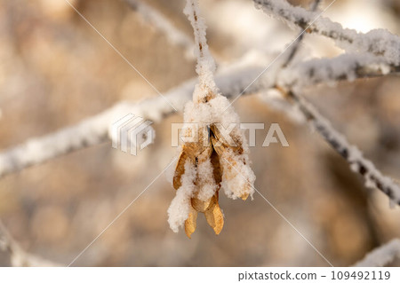 Frozen hanging dry golden seeds of maple tree covered with white fluffy snow close up Nature details 109492119