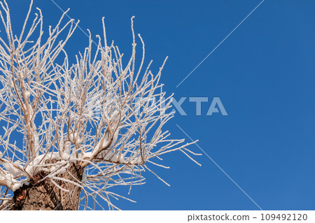 Poplar tree with branches covered by snow on blue sky in sunny winter day. Bottom view. Copy space. 109492120