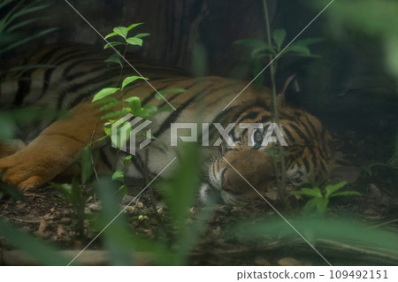 Close up Indochinese tiger is beautiful animal Close up Indochinese tiger is beautiful animal 109492151