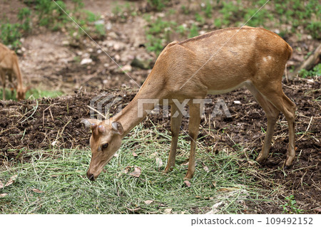 The female deer in garden at thailand The female deer in garden at thailand 109492152