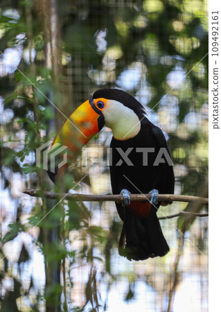 The toco toucan bird on the wood tree 109492161
