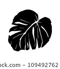 Tropical monstera ficus plant leav icon illustration, black on white background 109492762