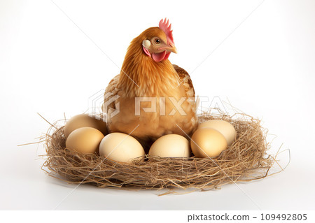 Image of mother hen is incubating eggs on white background. Farm animals. Generative AI. 109492805