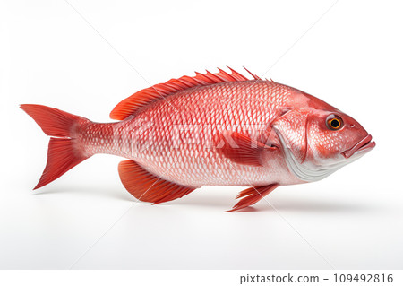 Image of a red snapper fish isolated on white background. Fresh food. Underwater animals. Generative AI. Image of a red snapper fish isolated on white background. Fresh food. Underwater animals. Generative AI. 109492816