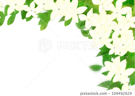 Stephanotes，馬達加斯加茉莉花卡 1 109492829