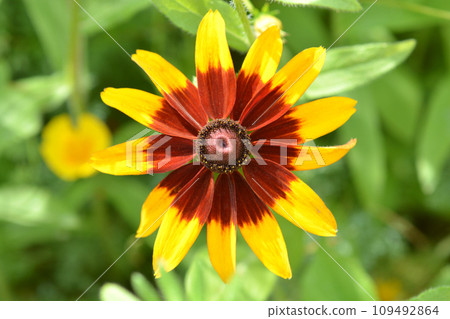 Black-eyed Susan 109492864