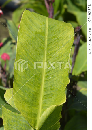Canna lily 109492868