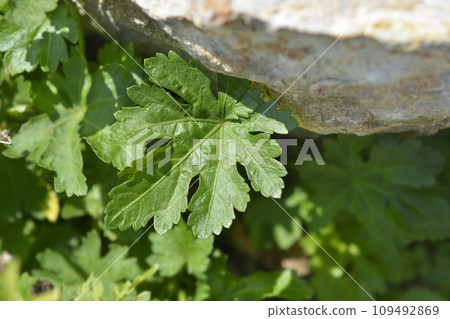 Carolina bristlemallow 109492869