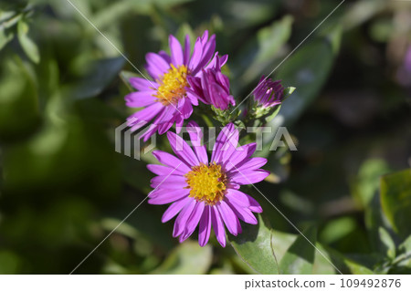 Aster Alice Haslam 109492876