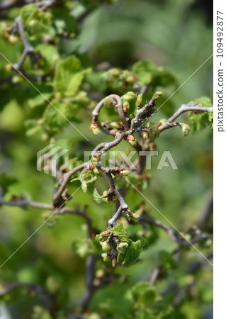 Corkscrew hazel Corkscrew hazel 109492877