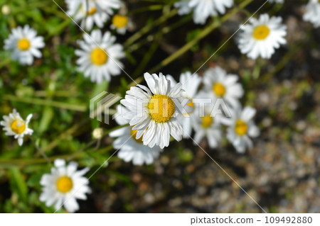 Ox-eye daisy 109492880