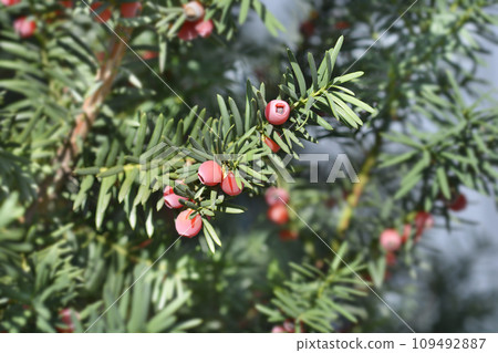 Irish Yew Irish Yew 109492887