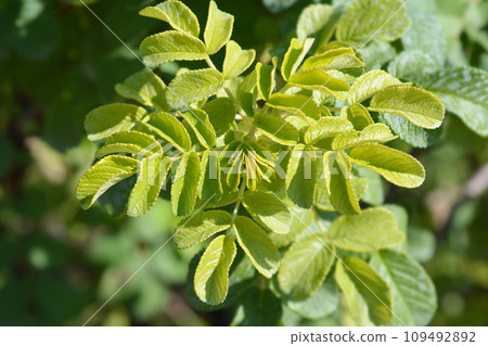 Rugosa rose Rugosa rose 109492892