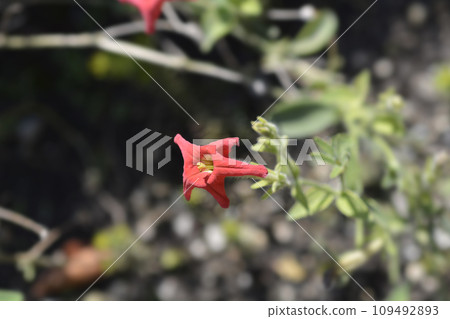 Brazilian red petunia 109492893