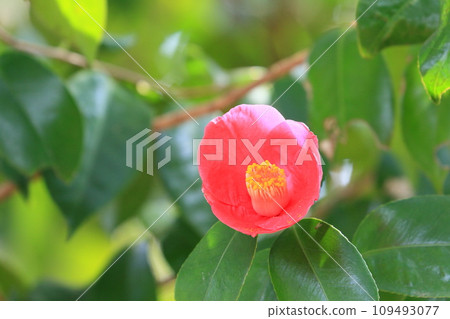 Yabutsubaki,紅色的花瓣,一朵花 Yabutsubaki,紅色的花瓣,一朵花 109493077