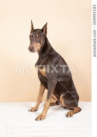 杜賓坐著 109493185