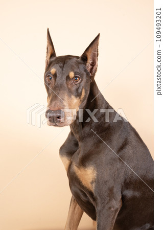 坐著的杜賓犬的半身像 109493201