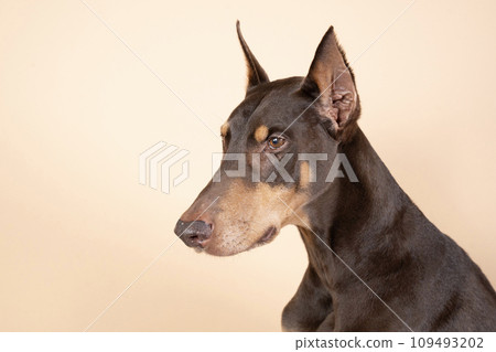 坐著的杜賓犬的半身像 109493202