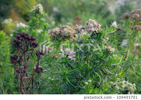 Pycnanthemum virginianum is growing in garden. Green bush in country garden. Cultivated for its romantic flowers. Pycnanthemum virginianum is growing in garden. Green bush in country garden. Cultivated for its romantic flowers. 109493701