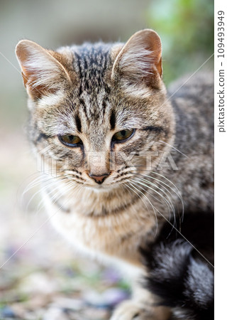 Close-up of an outdoor cat puppy. Close-up of an outdoor cat puppy. 109493949