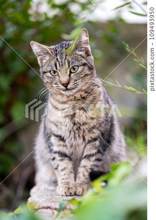 Close-up of an outdoor cat puppy. Close-up of an outdoor cat puppy. 109493950