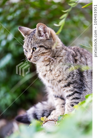 Close-up of an outdoor cat puppy. Close-up of an outdoor cat puppy. 109493951