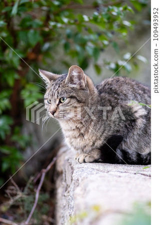 Close-up of an outdoor cat puppy. Close-up of an outdoor cat puppy. 109493952
