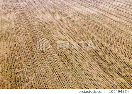 A bird's eye view of a field of ripe cereals. Agricultural landscape. 109494874