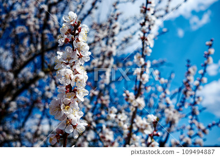 Nature's splendor is on display in this close-up image, featuring a branch with delicate flower buds on an apricot tree, framed against the vibrant blue sky, marking the arrival of spring. 109494887