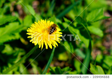 A close-up shot captures a bee on a dandelion flower, with green leaves in the background. 109494888