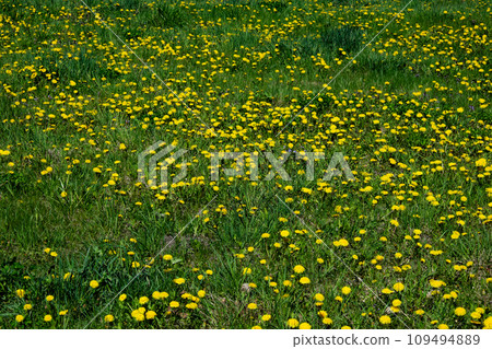 A close-up view of a field teeming with vibrant yellow dandelions. 109494889