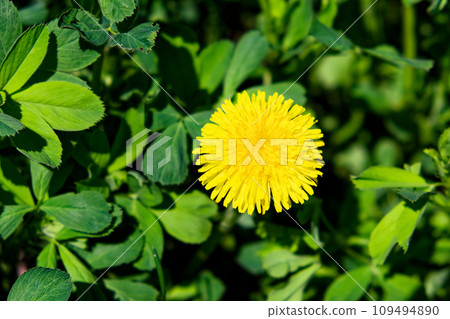 A vibrant yellow dandelion amidst a sea of lush green leaves. 109494890