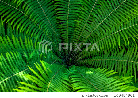A fern plant with leaves arranged in a circular pattern. 109494901