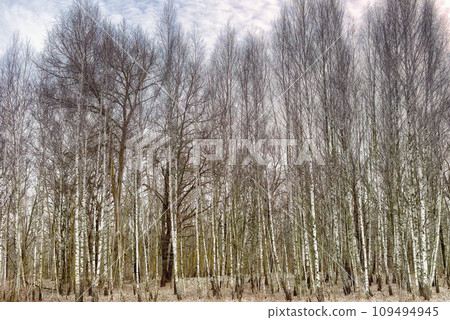 A forest scene with tall, bare-branched trees reaching towards the sky. A forest scene with tall, bare-branched trees reaching towards the sky. 109494945