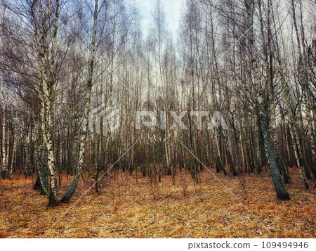 A forest scene with tall trees, their white bark contrasting with the fallen autumn leaves. 109494946
