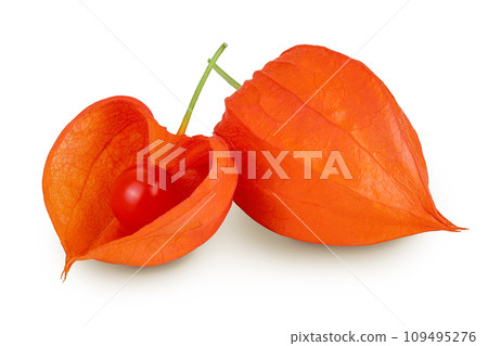 Cape gooseberry, physalis isolated on white background with full depth of field 109495276
