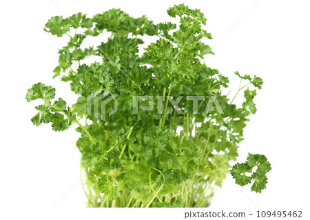 Parsley 109495462