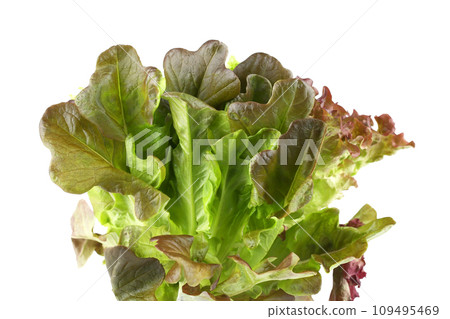 Lettuce 109495469