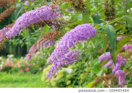 Buddleja bush grows next to residential buildings on the coast. Summer landscapes in journey. Violet blooming flowers. 109495484